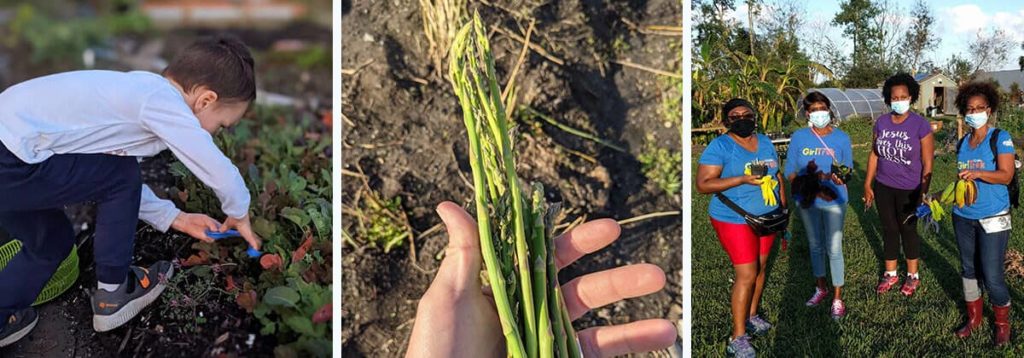 皇冠社区花园以农产品和志愿者为特色的拼贴画